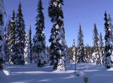 IMGA0100.jpg (18774 bytes)