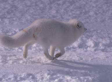 imga0123.jpg (10643 bytes)