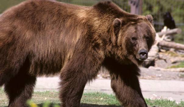 Rezultat iskanja slik za normal bear
