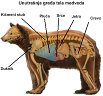 Rezultat iskanja slik za zgradba telesa medveda