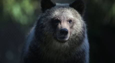 Rezultat iskanja slik za grizzly
