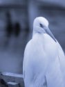 GREAT WHITE EGRET <br/><i>Egretta alba</i>