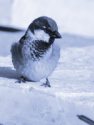 HOUSE SPARROW<br/><i>Passer domesticus</i>