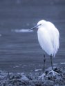 LITTLE EGRET <br/><i>Egretta garzetta</i>