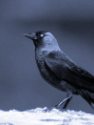 JACKDAW<br/><i>Corvus monedula</i>