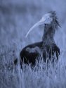 NORTHERN BALD IBIS<br/><i>Geronticus eremita</i>