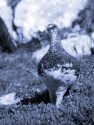 ROCK PTARMIGAN <br/><i>Lagopus mutus</i>