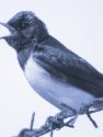 SWALLOW<br/><i>Hirundo rustica</i>