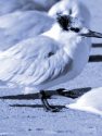 SANDWICH TERN<br/><i>Sterna sanvicensis</i>