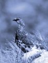 ROCK PTARMIGAN <br/><i>Lagopus mutus</i>