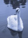MUTE SWAN<br/><i>Cygnus olor</i>