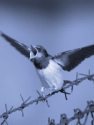 SWALOW<br/><i>Hirundo rustica</i>