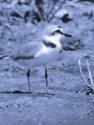 KENTISH PLOVER<br/><i>Charadrius alexandrinus</i>
