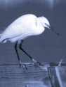 LITTLE EGRET <br/><i>Egretta garzetta</i>