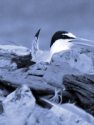 LITTLE TERN<br/><i>Sterna albifrons</i>