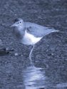 COMMON SANDPIPER<br/><i>Actitis hypoleucos</i>