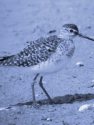 WOOD SANDPIPER<br/><i>Tringa glareola</i>