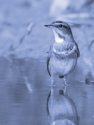 BLUETHROAT<br/><i>Luscinia svecica</i>