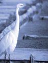 GREAT WHITE EGRET <br/><i>Egretta alba</i>