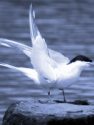 COMMON TERN<br/><i>Sterna hirundo</i>