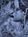 WAXWING<br/><i>Bombycila garrulus</i>