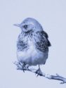 FIELDFARE <br/><i>Turdus pilaris</i>