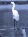 LITTLE EGRET <br/><i>Egretta garzetta</i>