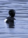 TUFTED DUCK <br/><i>Aythya fuligula</i>
