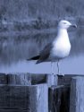 YELLOW-LEGGED GULL <br/><i>Larus michahellis</i>