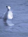 SLENDER-BILLED GULL <br/><i>Larus genei</i>