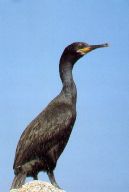 The Shag - Phalacrocorax aristotelis