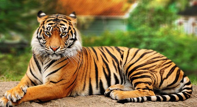http://animalia-life.com/data_images/tiger/tiger2.jpg