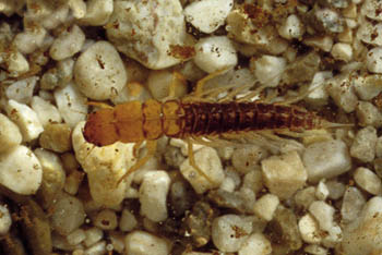 blatnica.jpg (31096 bytes)