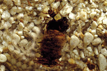 mladoletnica.jpg (34754 bytes)