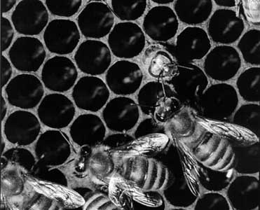 Rojstvo nove ebele (Foto: Janez Skok)