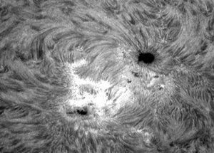 coronfaculae.jpg (19045 bytes)