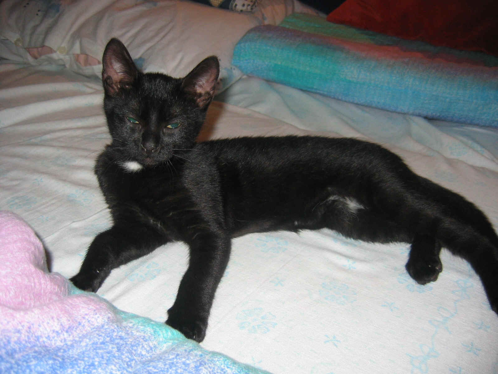 zorro1.JPG (988246 bytes)