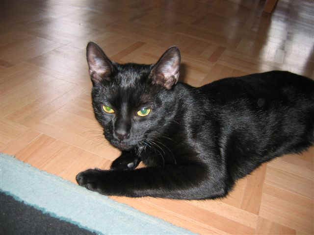 zorro2.JPG (50208 bytes)