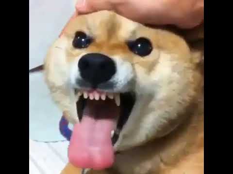 Rezultat iskanja slik za shiba angry