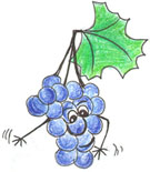 grozd.jpg (15492 bytes)