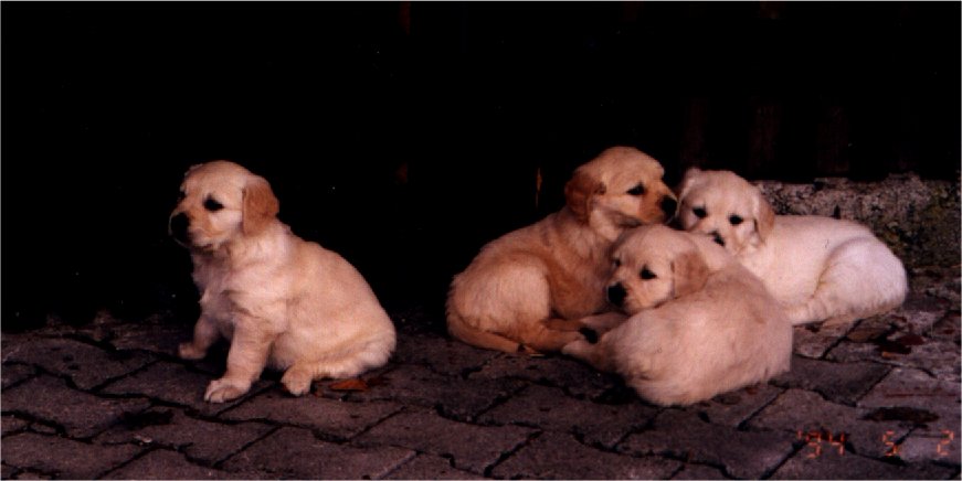 four.jpg (53032 bytes)