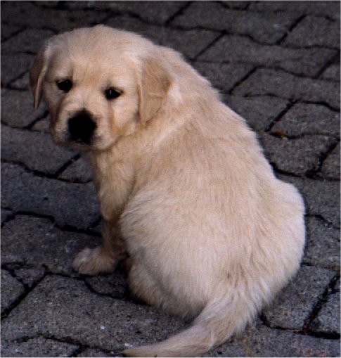 girl1.jpg (50453 bytes)