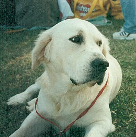 linus.jpg (49180 bytes)