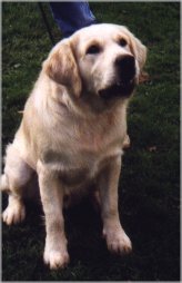 stickyf.jpg (10756 bytes)