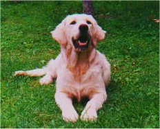 sweetie1.jpg (15785 bytes)