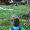 Zagreb_ZOO_156