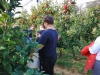 Obiranje_jabolk_Selo_005