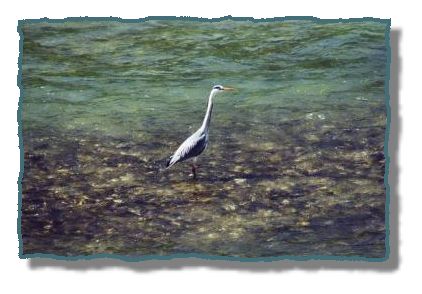 "...in, med drugim, opazovali �apljo pri kosilu."