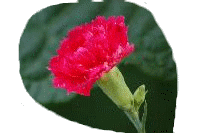 Slika - povezava do prve strani o valeti 2007