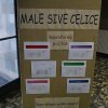 Male sive celice 2014